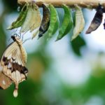 brown and white swallowtail butterfly under white green and brown cocoon in shallow focus lens