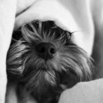 cute fluffy puppy in home